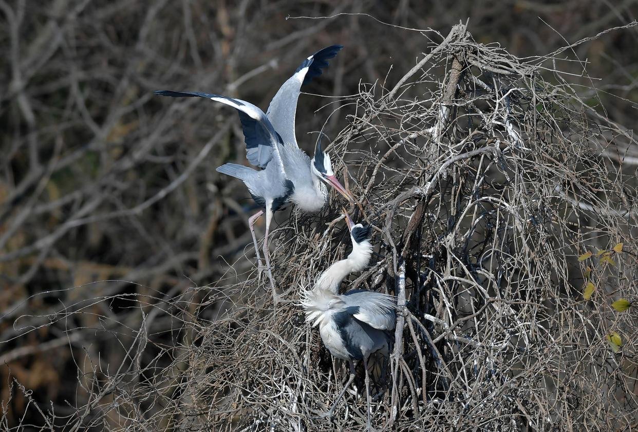 在江西省都昌縣蘇山鄉達子咀村，蒼鷺在樹上棲息（1月13日攝）。