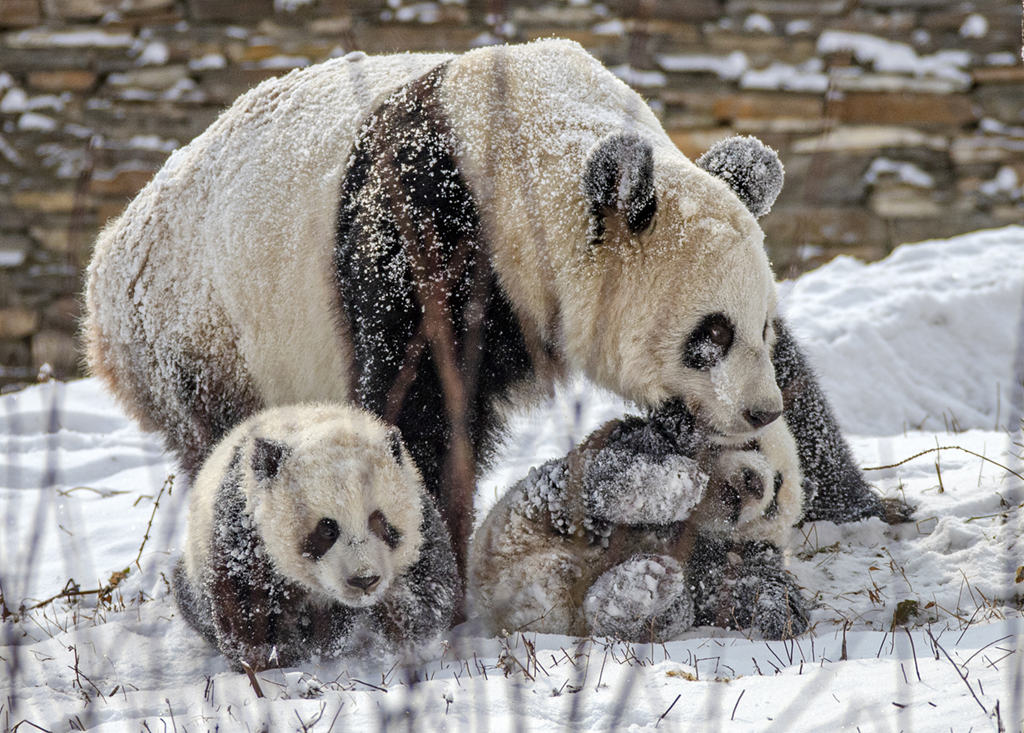 四川汶川：熊貓雪地嬉戲 享受降溫樂趣