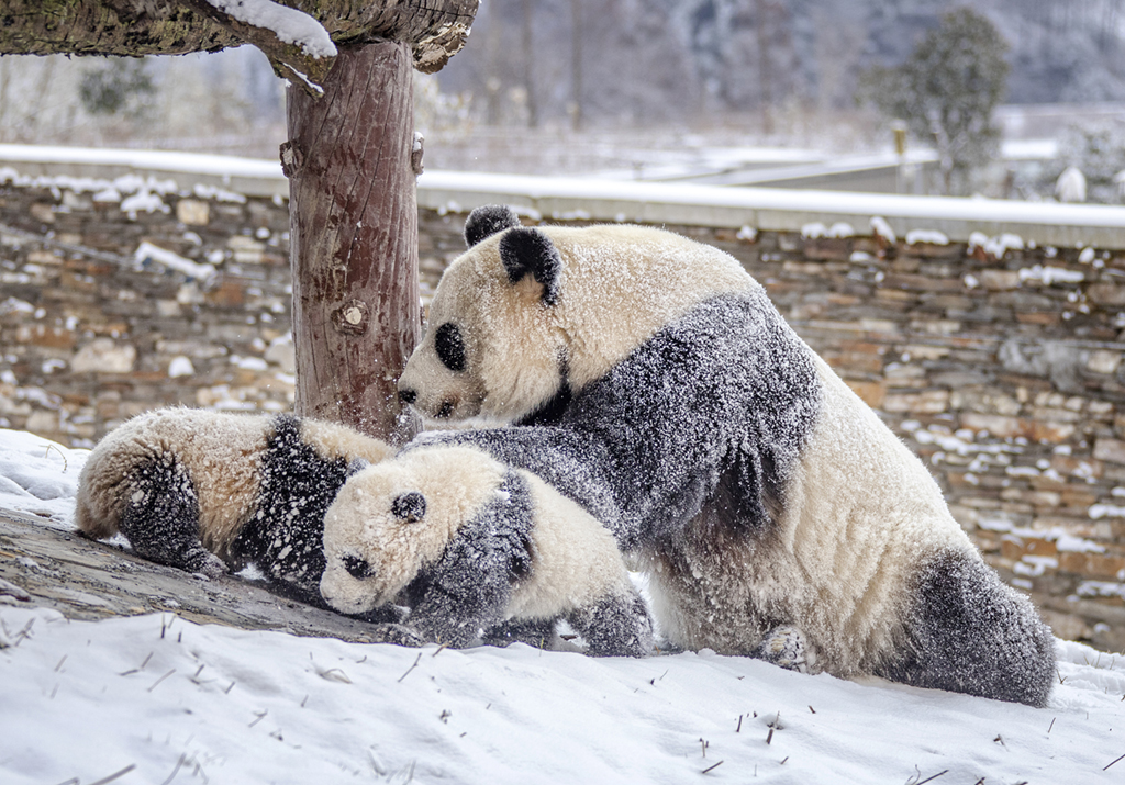 四川汶川：熊貓雪地嬉戲 享受降溫樂趣【5】
