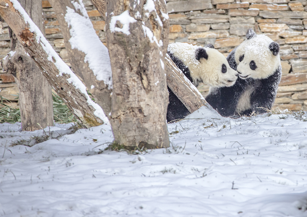 四川汶川：熊貓雪地嬉戲 享受降溫樂趣【2】