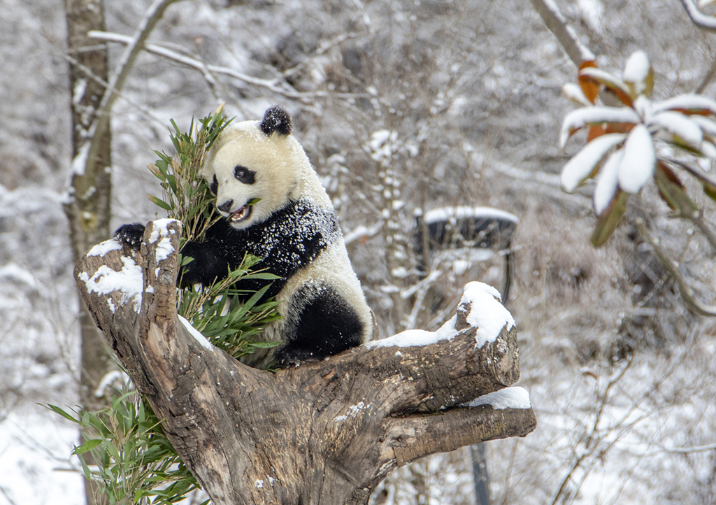 四川汶川：熊貓雪地嬉戲 享受降溫樂趣【6】