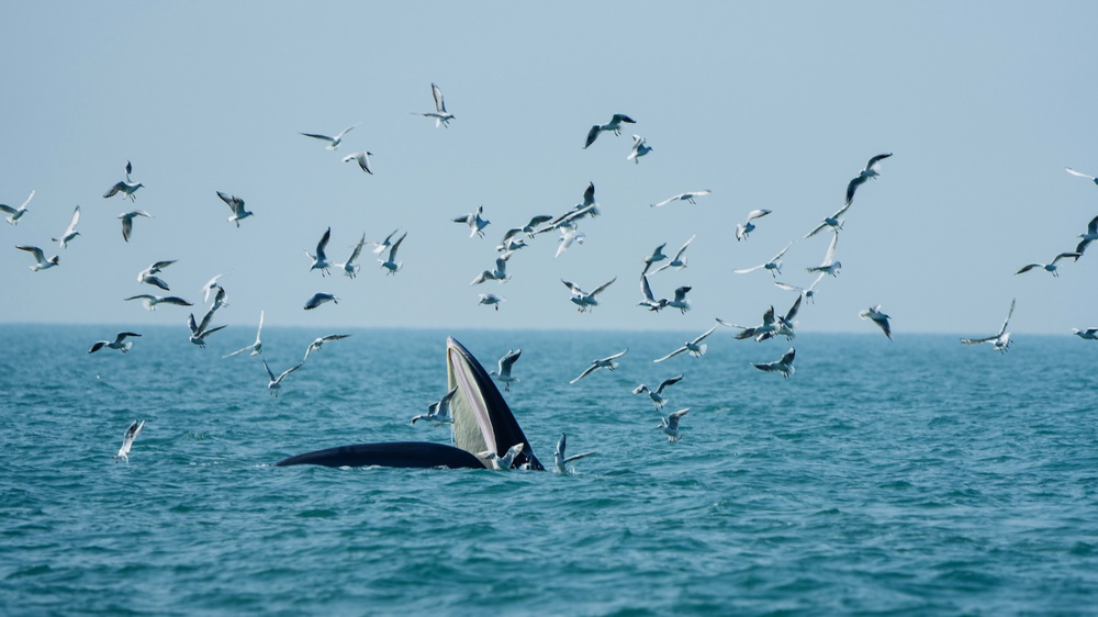 1月15日，布氏鯨在海面捕食，吸引海鳥前來分一杯羹。新華社記者 劉金海 攝