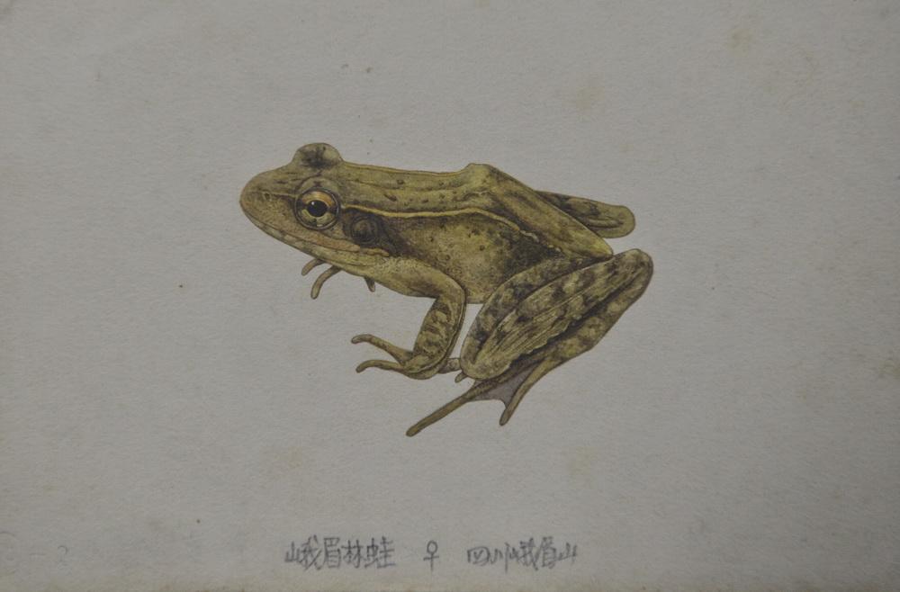 這是費梁、葉昌媛展示的峨眉林蛙手繪形態圖（1月20日攝）。該物種是1992年他們在四川發現的。新華社記者 劉坤 攝
