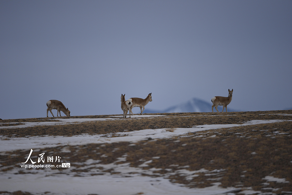 �����Ȫ�����ڸ�ԭҰ������ѩ����ʳ��4��