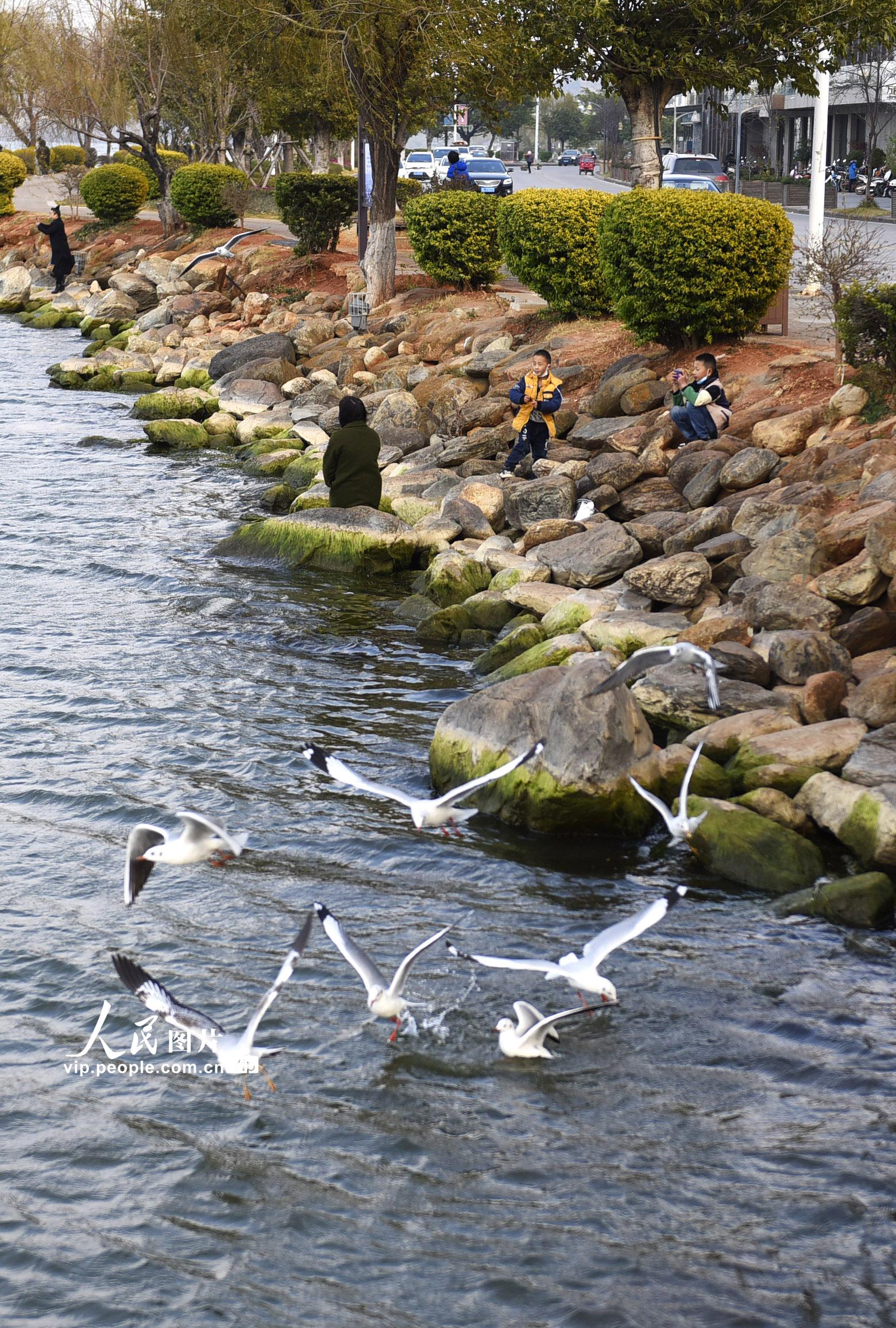 2021年1月23日，游人在雲南省大理州大理市洱海公園洱海邊觀賞紅嘴鷗。