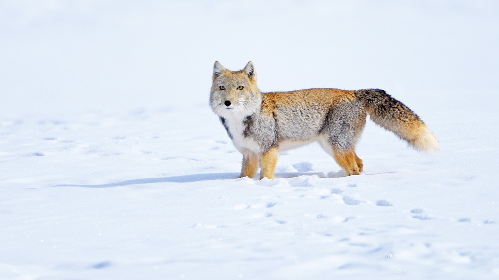 雪中藏狐