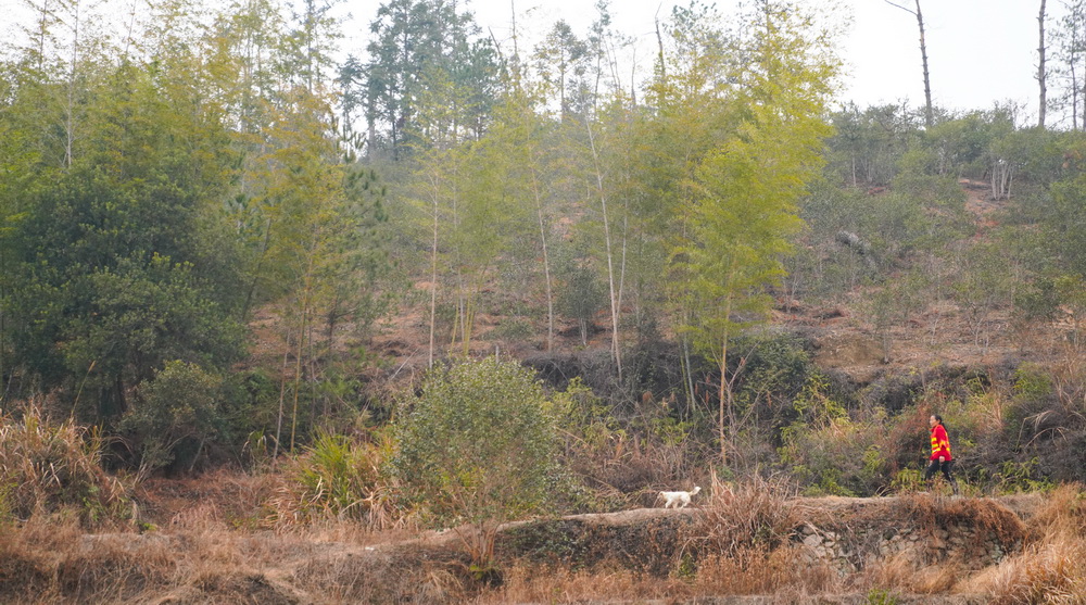 乡村护林员刘仁香在横江村的山林里巡逻（1月22日摄）。