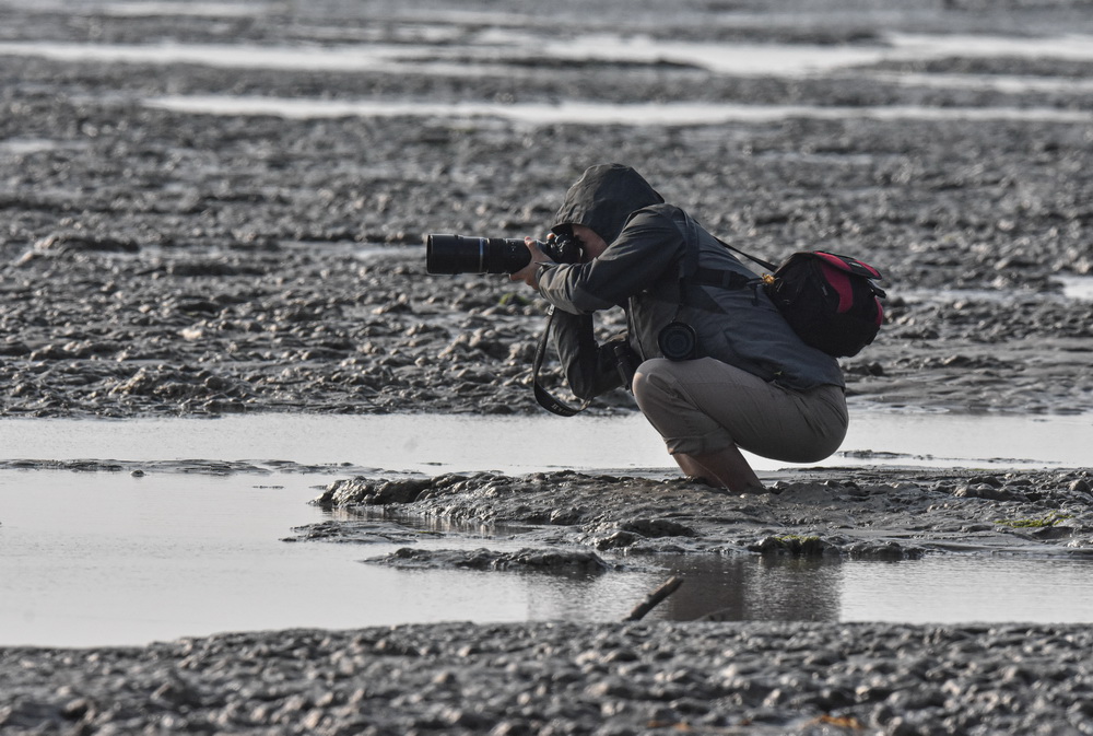 1月18日，調查人員赤腳進入海南東方黑臉琵鷺省級保護區的濕地，近距離拍攝黑臉琵鷺。