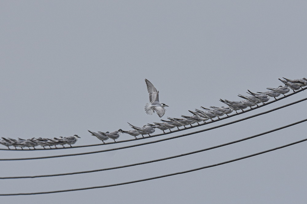 這是1月16日在海南萬寧一處濕地拍攝的須浮鷗。