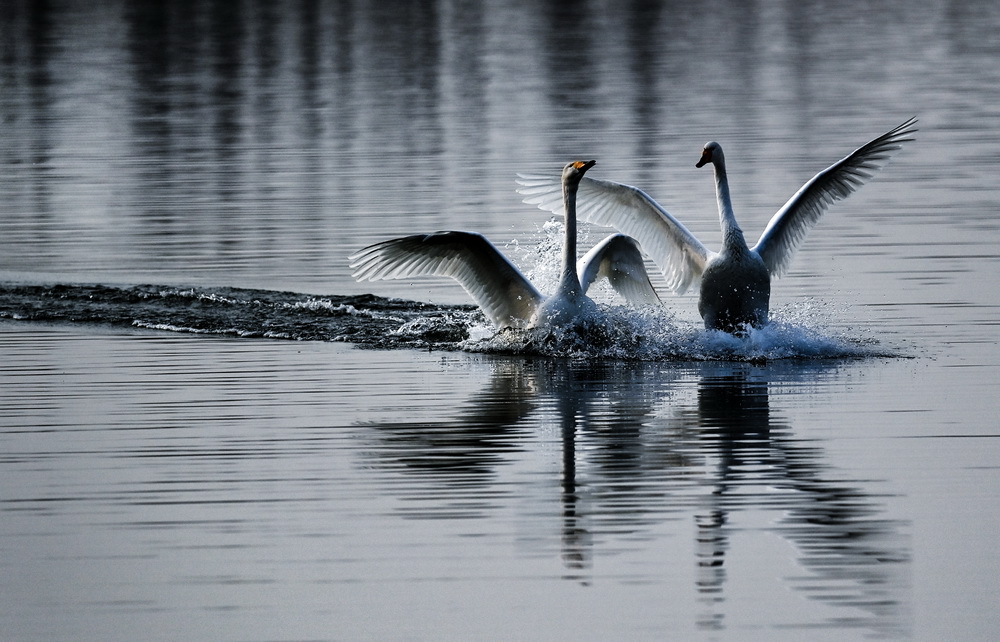 1月26日，兩隻白天鵝在西岳華山腳下的長澗河蓄滯洪區濕地嬉戲。