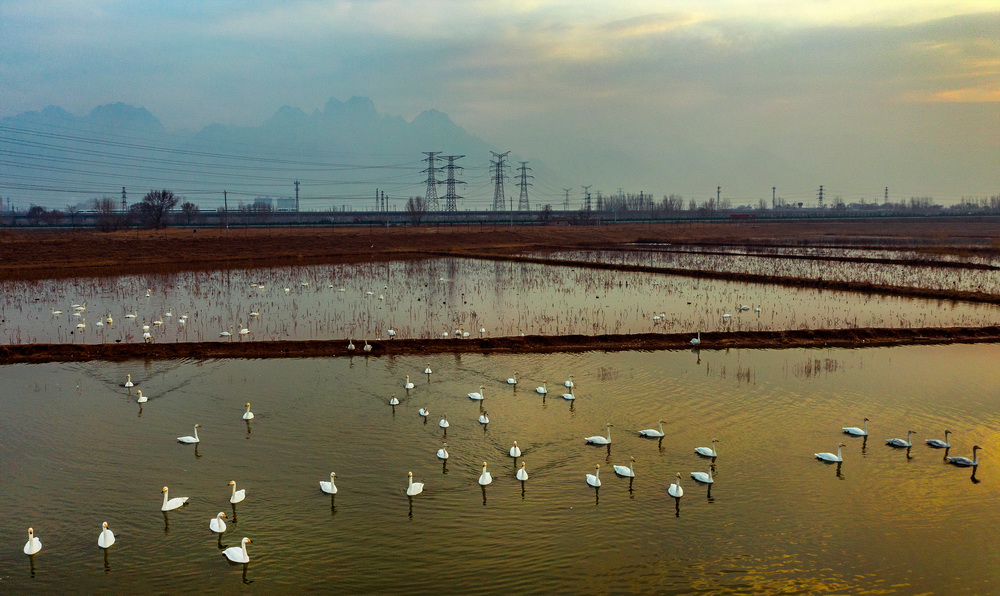 1月26日，成群的白天鵝在西岳華山腳下的長澗河蓄滯洪區濕地游弋。