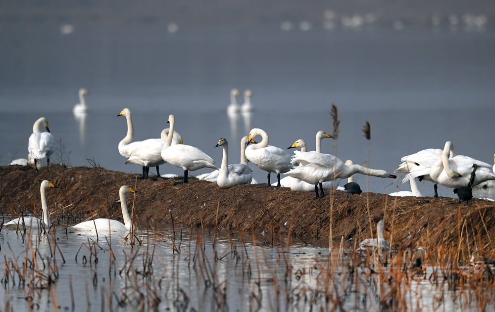 1月26日，成群的白天鵝在西岳華山腳下的長澗河蓄滯洪區濕地休憩。