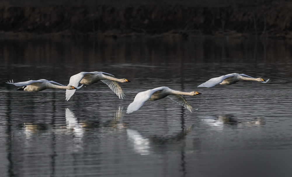1月26日，一群白天鵝在西岳華山腳下的長澗河蓄滯洪區濕地飛翔。