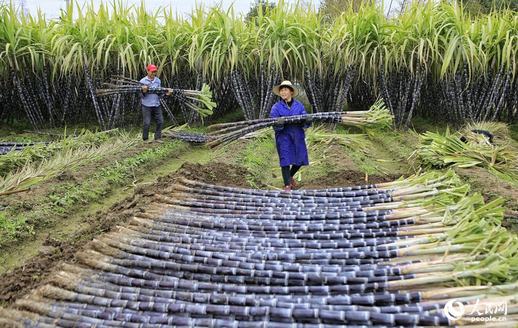 甘蔗豐收，蔗農夫妻一起收割甘蔗，充滿了收獲的快樂。陳淑芬2019年12月28日攝於浙江溫州。