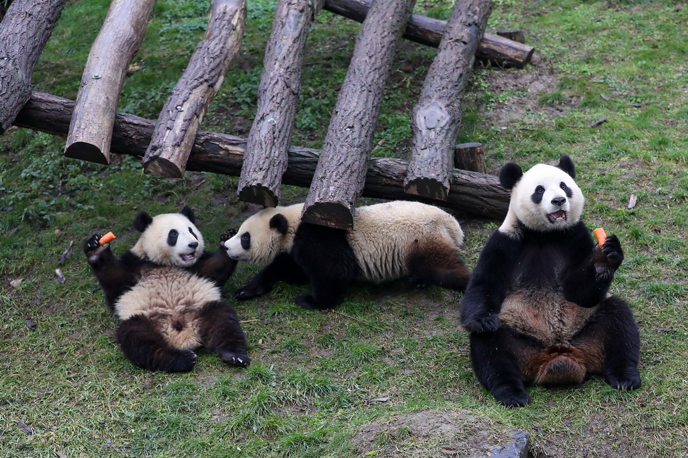 1月27日，大熊貓“好好”和它的雙胞胎幼崽“寶弟”和“寶妹”在比利時布呂熱萊特天堂動物園進食。