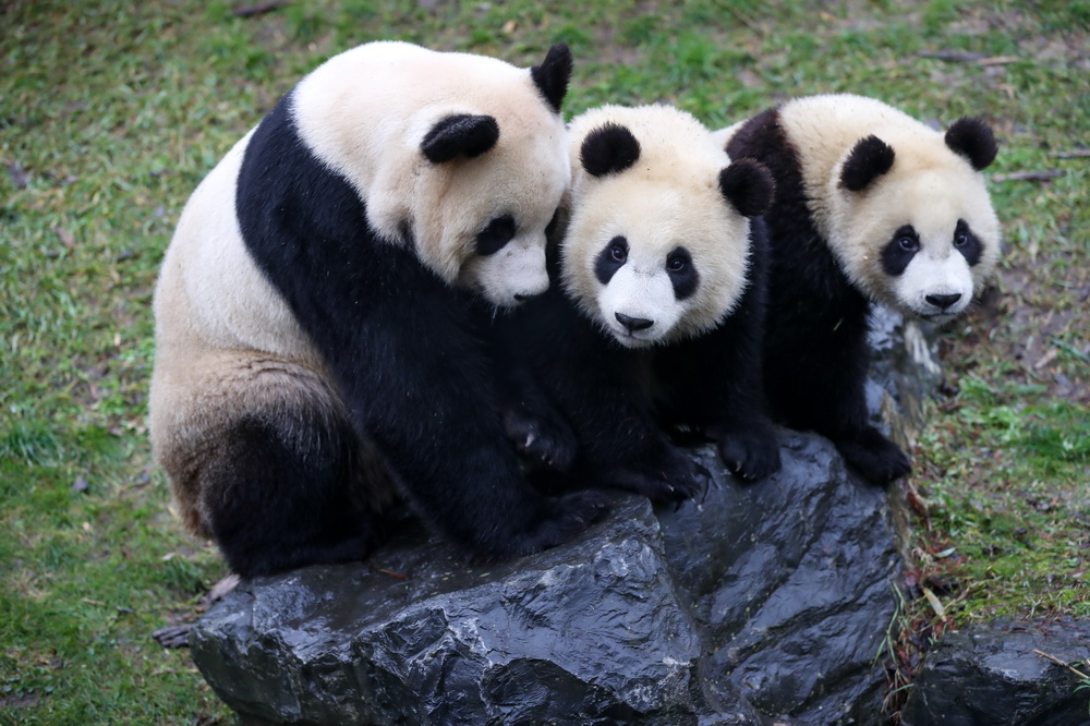 1月27日，大熊貓“好好”和它的雙胞胎幼崽“寶弟”和“寶妹”在比利時布呂熱萊特天堂動物園玩耍。