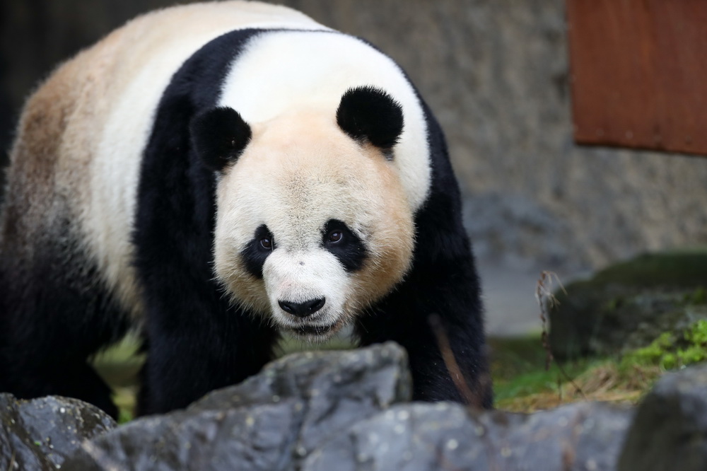 1月27日，大熊貓“星徽”在比利時布呂熱萊特天堂動物園玩耍。