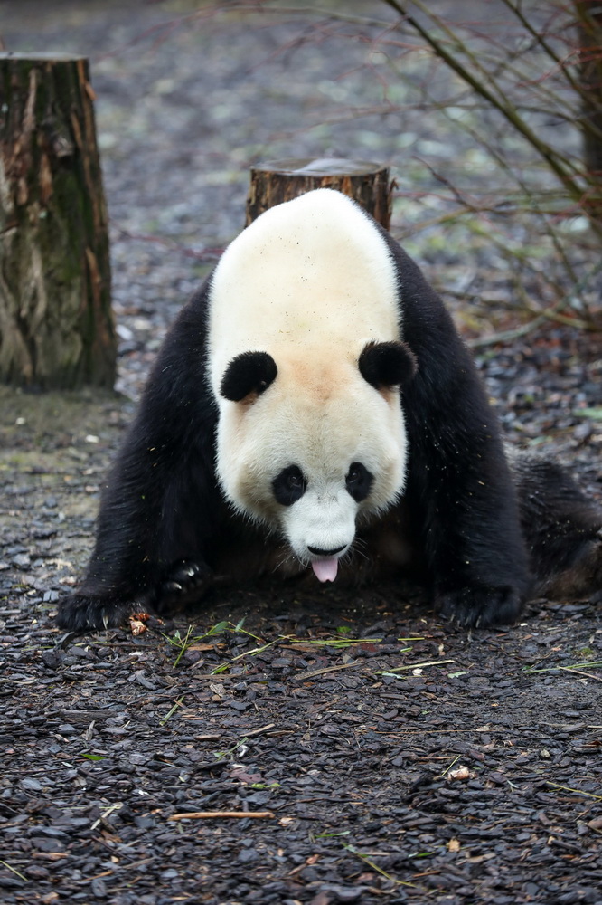 1月27日，大熊貓“天寶”在比利時布呂熱萊特天堂動物園進食。