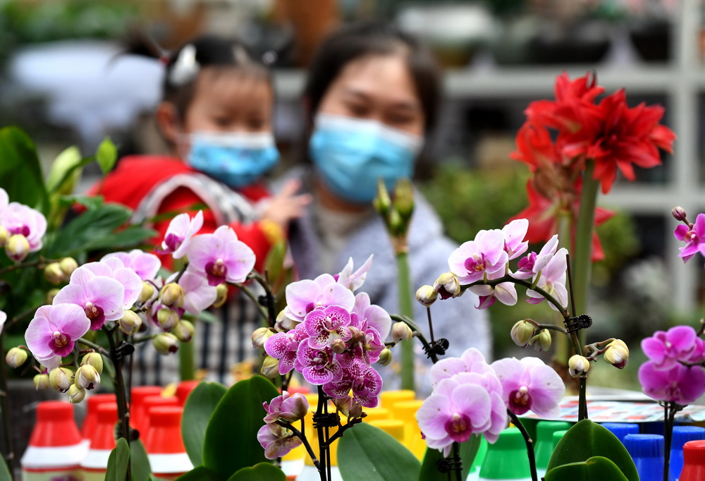 2月1日，市民在石家庄市橋西區西三教花卉市場選購鮮花。新華社記者 王曉 攝