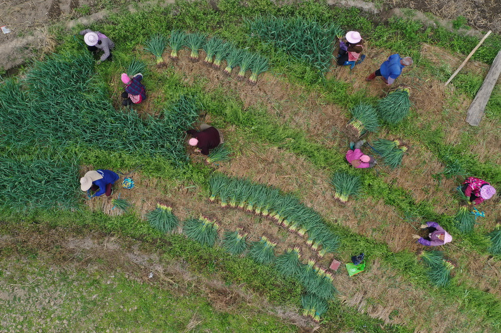 2月2日，在柳州市柳江區百朋鎮小山村，村民在田間勞作（無人機照片）。