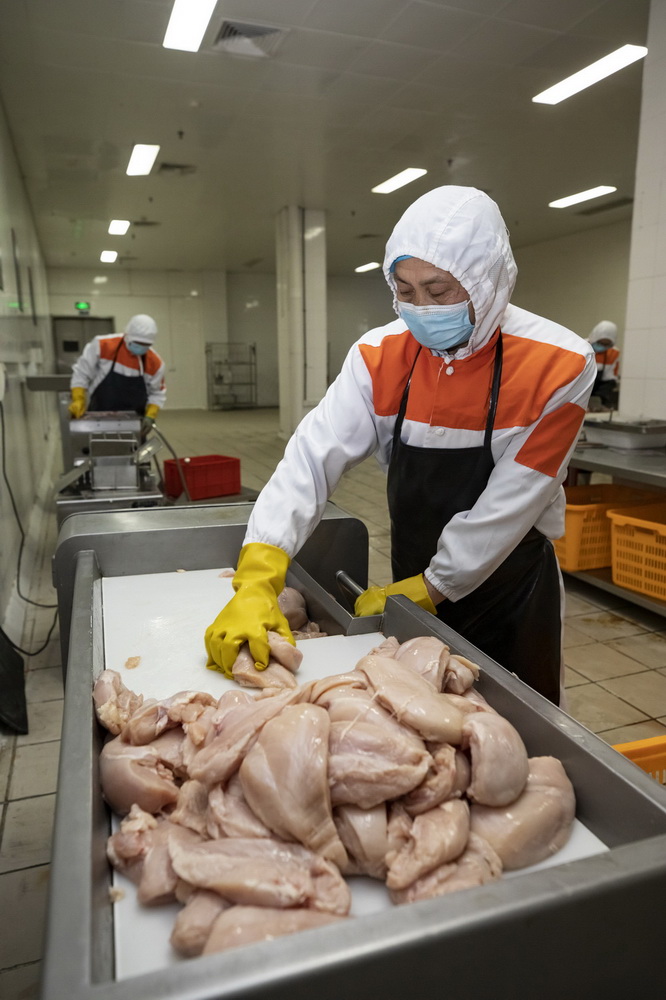 2月2日，在成都印象川之味餐飲有限公司肉類車間，工人使用禽類切丁機切雞丁。新華社記者 沈伯韓 攝