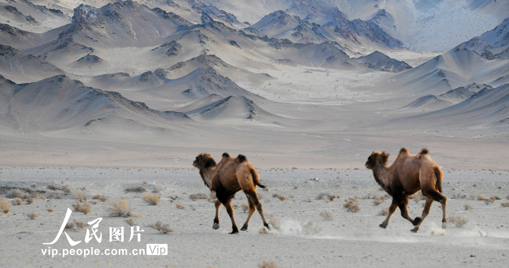 甘肅阿克塞：野雙峰駝安全過冬