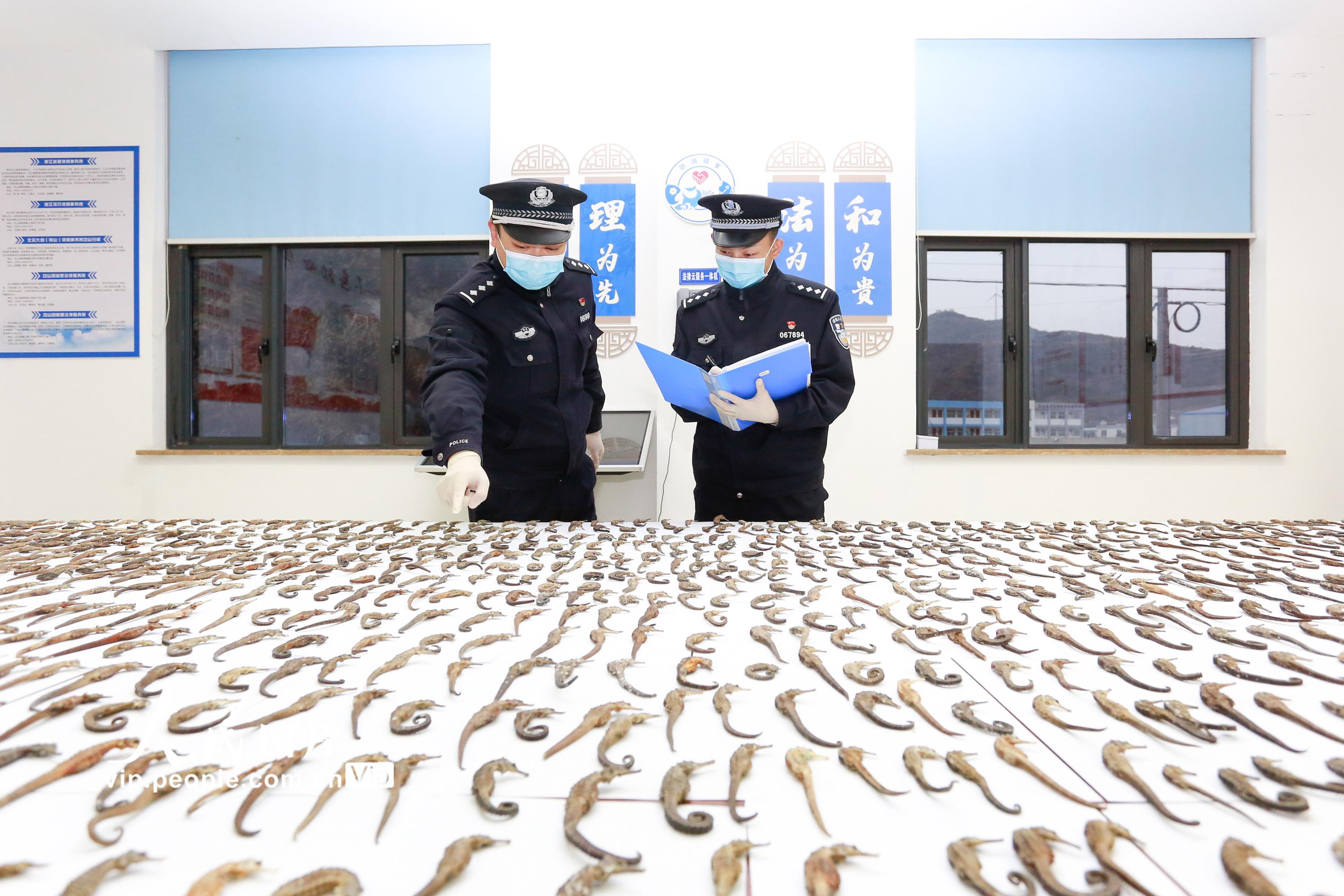 2021年2月4日，浙江省舟山市岱山縣公安局民警正在清點繳獲的海馬干。