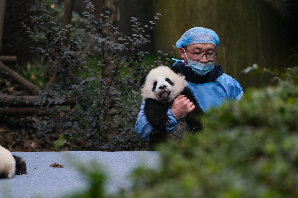 2月4日，成都大熊貓繁育研究基地月亮產房，工作人員抱著參與新春拜年活動的大熊貓寶寶准備離場。