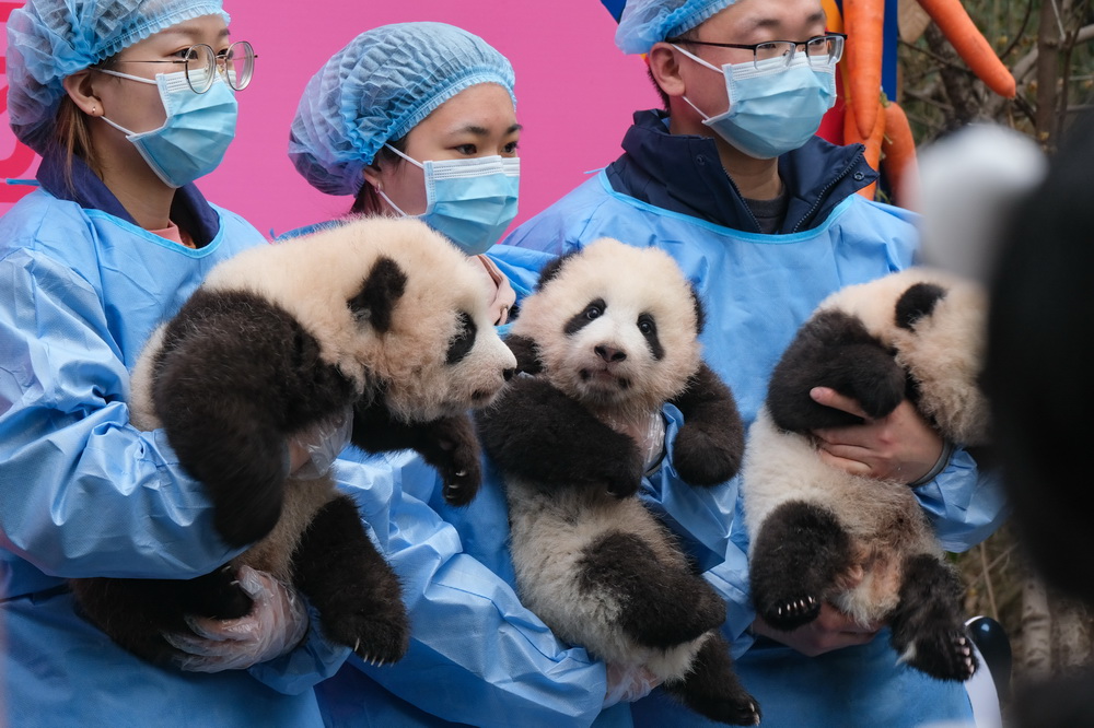 2月4日，成都大熊貓繁育研究基地月亮產房，飼養員抱著參與新春拜年活動的大熊貓寶寶合影留念。