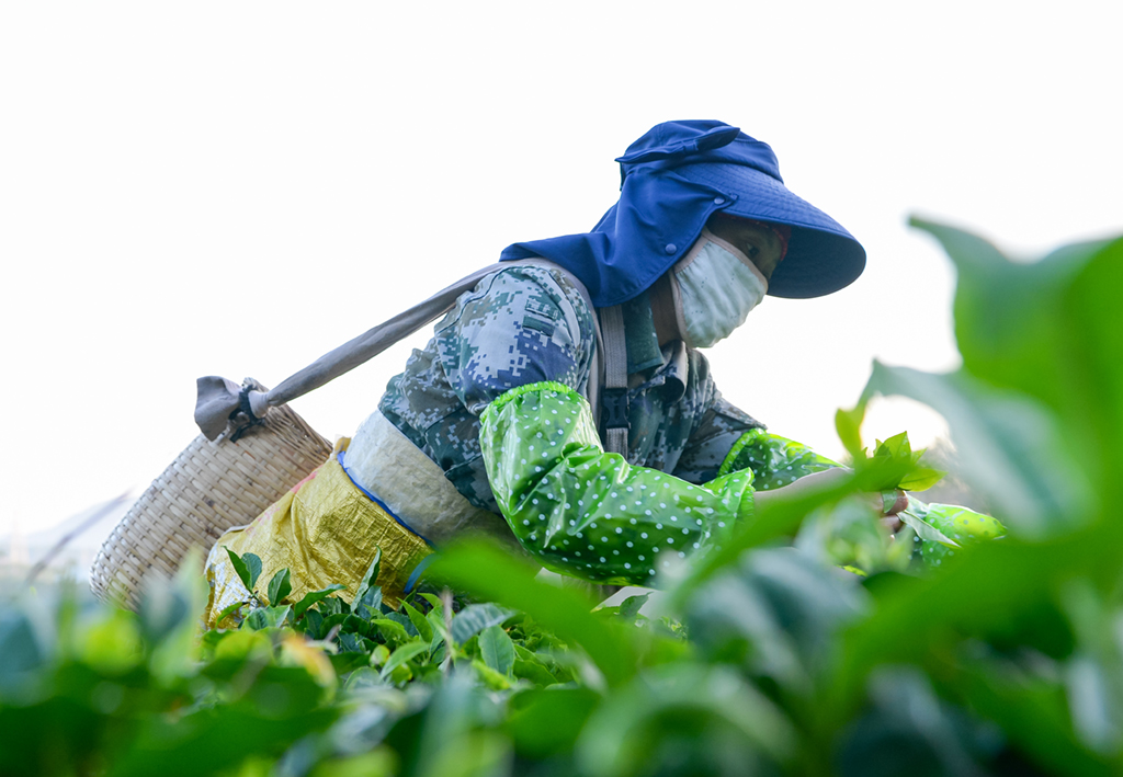 2月7日，茶農在海南省白沙黎族自治縣五裡路茶葉專業合作社的有機茶園採茶。新華社記者 周佳誼 攝