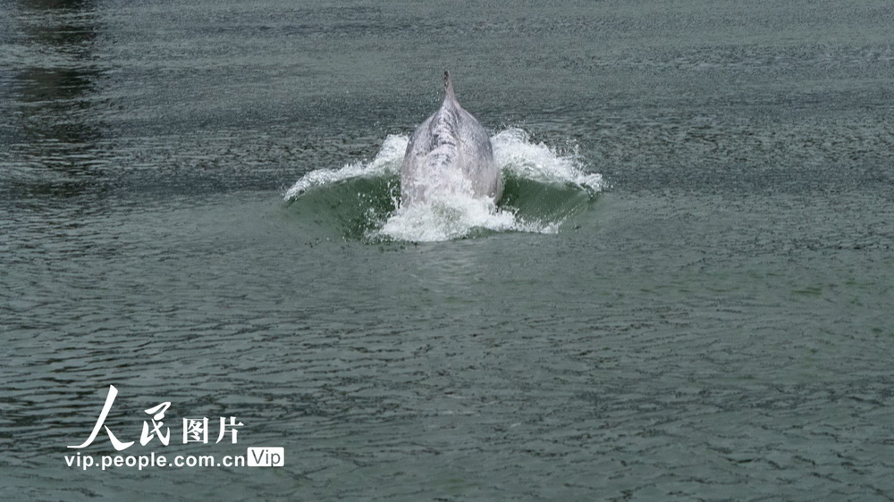 福建霞浦海域頻現中華白海豚【7】