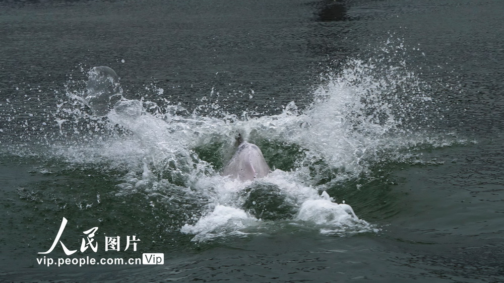 福建霞浦海域頻現中華白海豚【3】