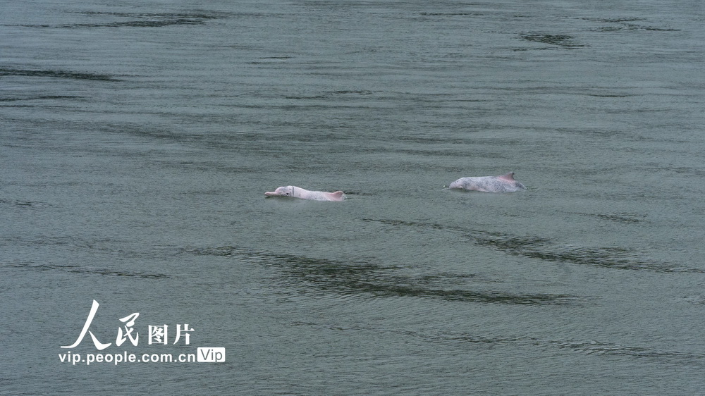 福建霞浦海域頻現中華白海豚