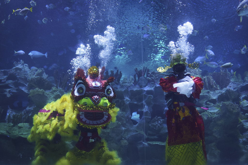 2月12日，馬來西亞吉隆坡城中城水族館的潛水員身著“財神”和“醒獅”服飾在水中表演。新華社/美聯