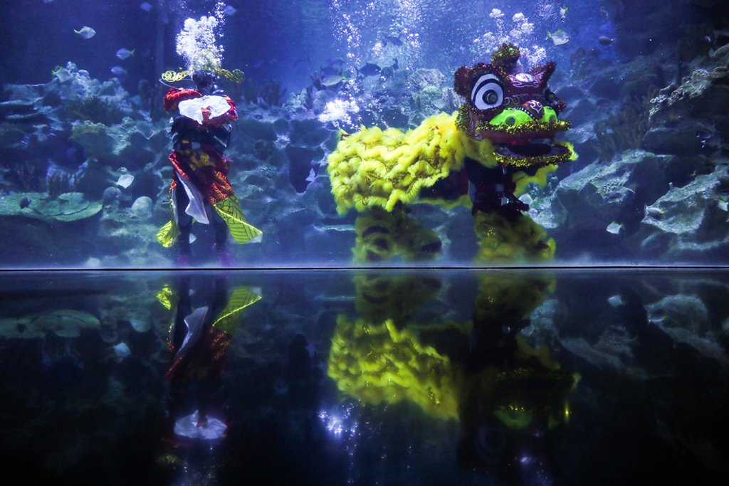 2月12日，馬來西亞吉隆坡城中城水族館的潛水員身著“財神”和“醒獅”服飾在水中表演。新華社/路透