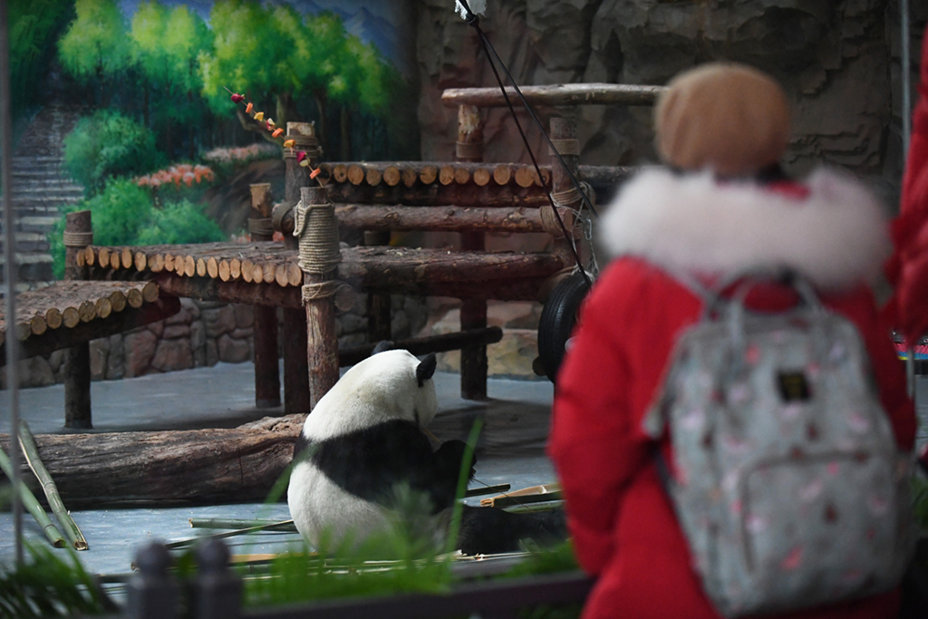 2月12日，游客在熊貓館參觀。新華社記者 張曼怡 攝