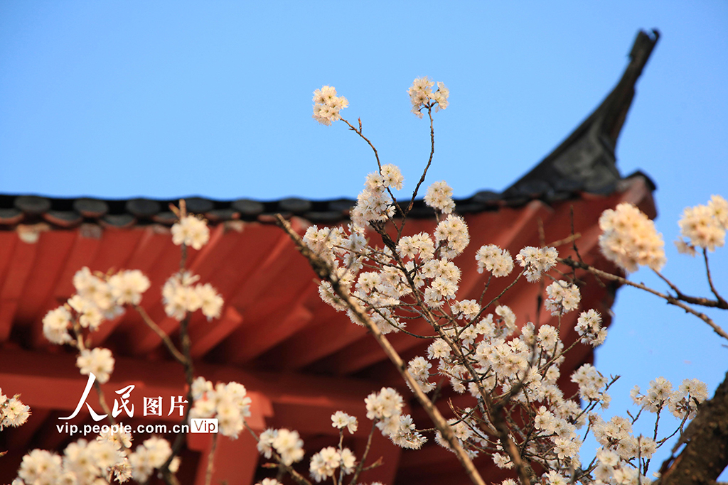 南京：雨水節氣櫻桃花開