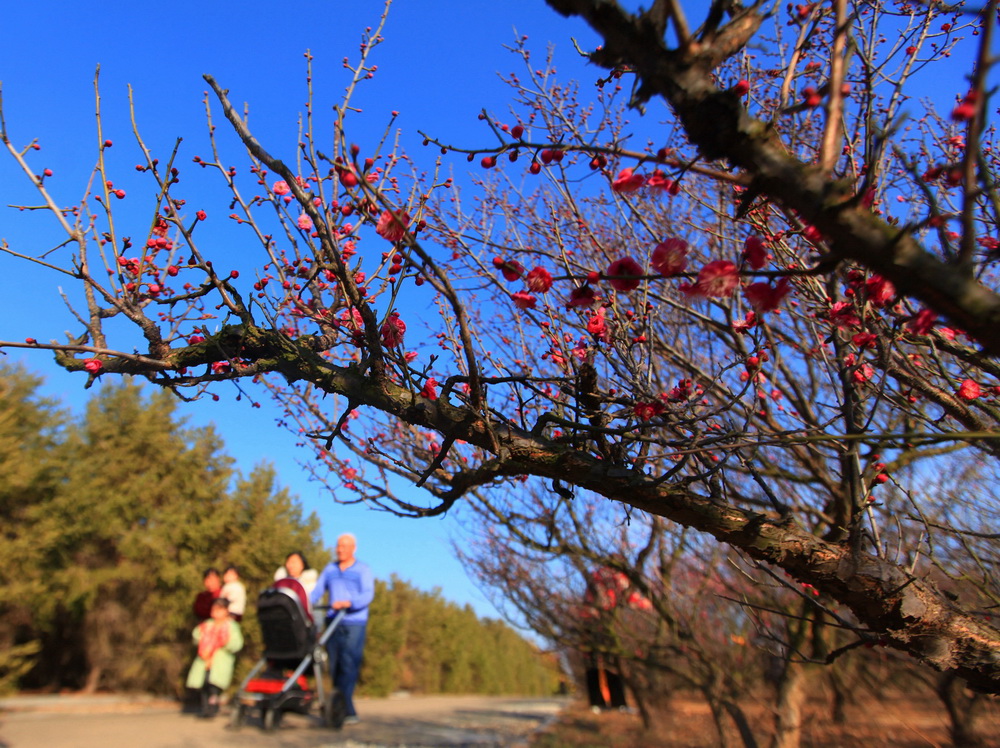 2月21日， 游人在山東省臨沂市費縣梅花園裡踏青游玩。新華社發（武紀全 攝）