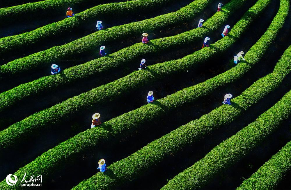 茶農在採摘春茶，仿佛一曲春的音符，飄蕩在翠綠的茶園中。江慶端2018年2月拍攝於福建省漳州市南靖縣書洋鎮。