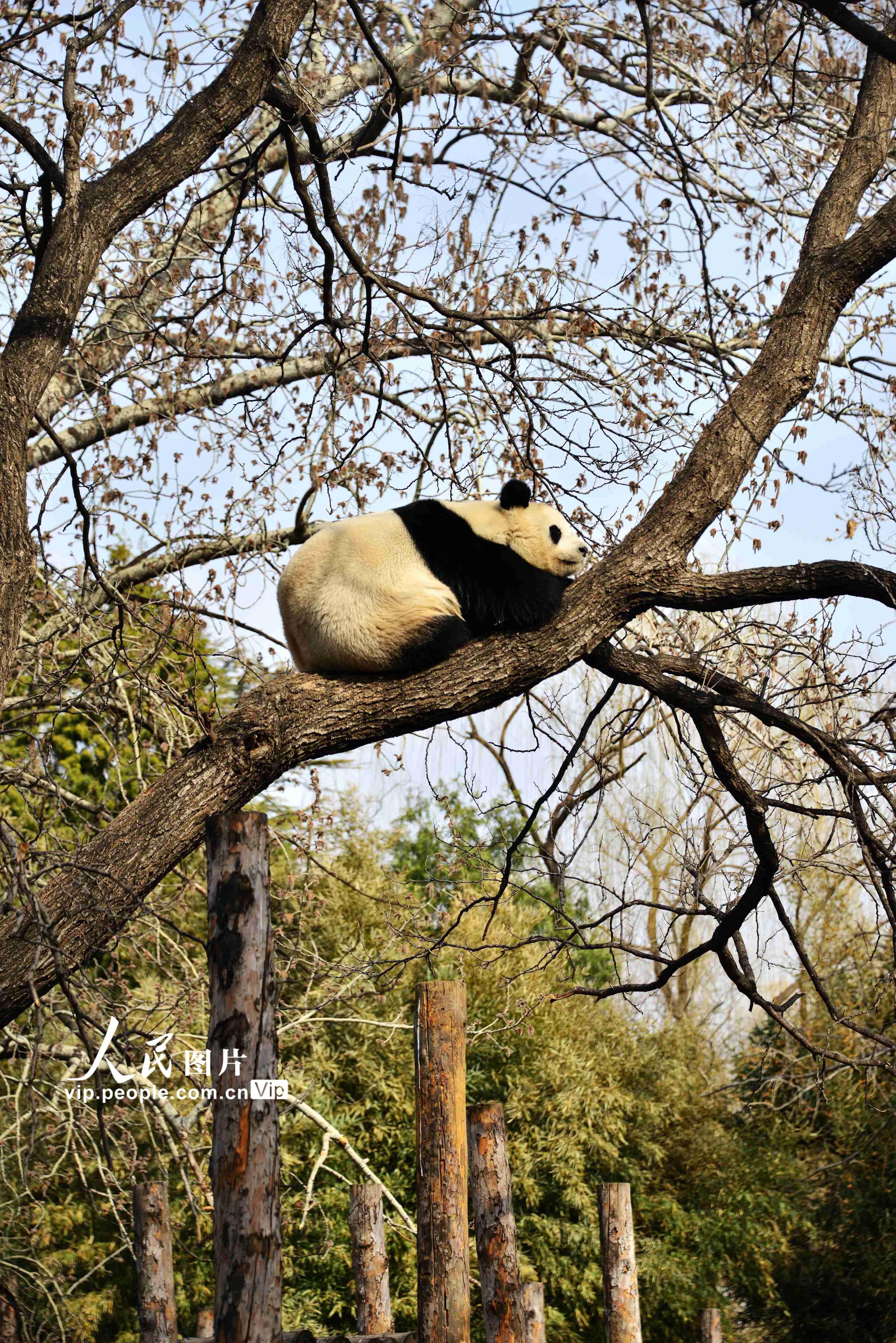 北京：大熊貓樹上午休【8】