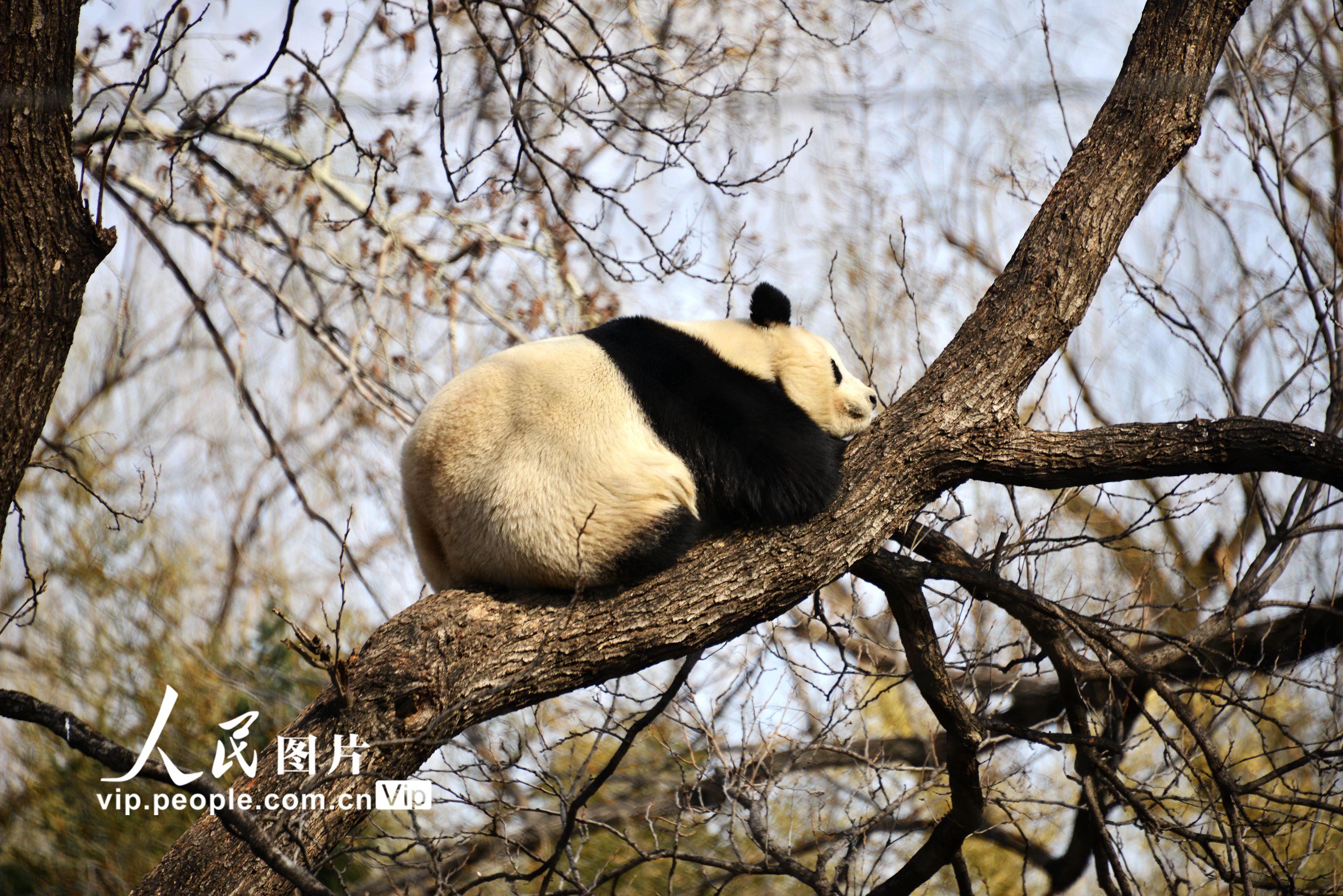 北京：大熊貓樹上午休【2】