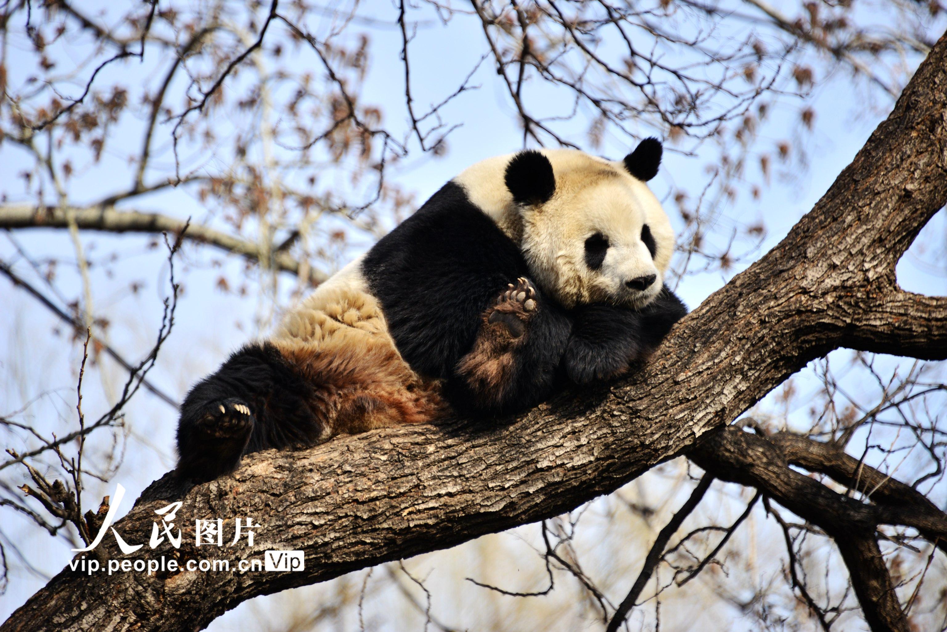 北京：大熊貓樹上午休