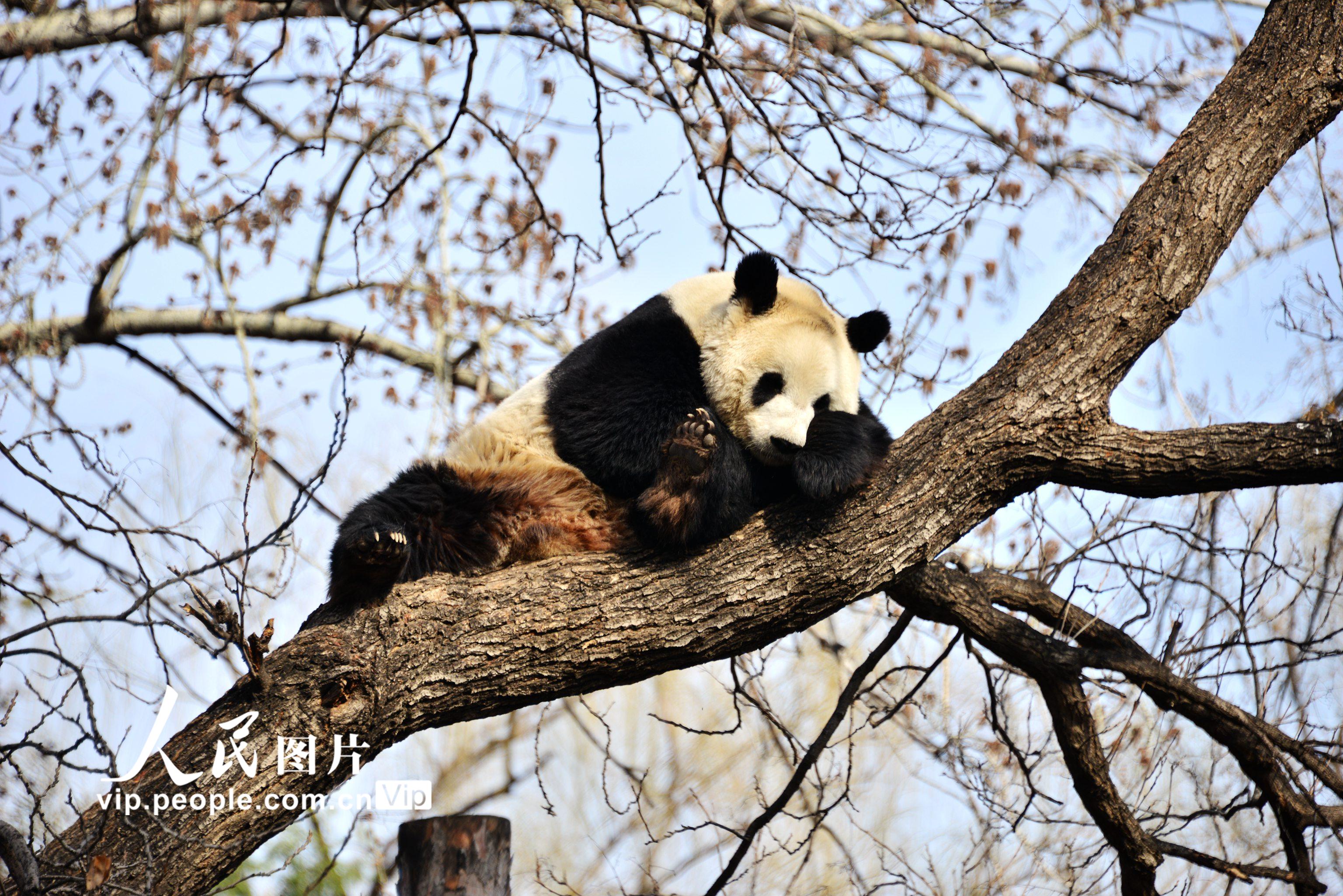 北京：大熊貓樹上午休【10】