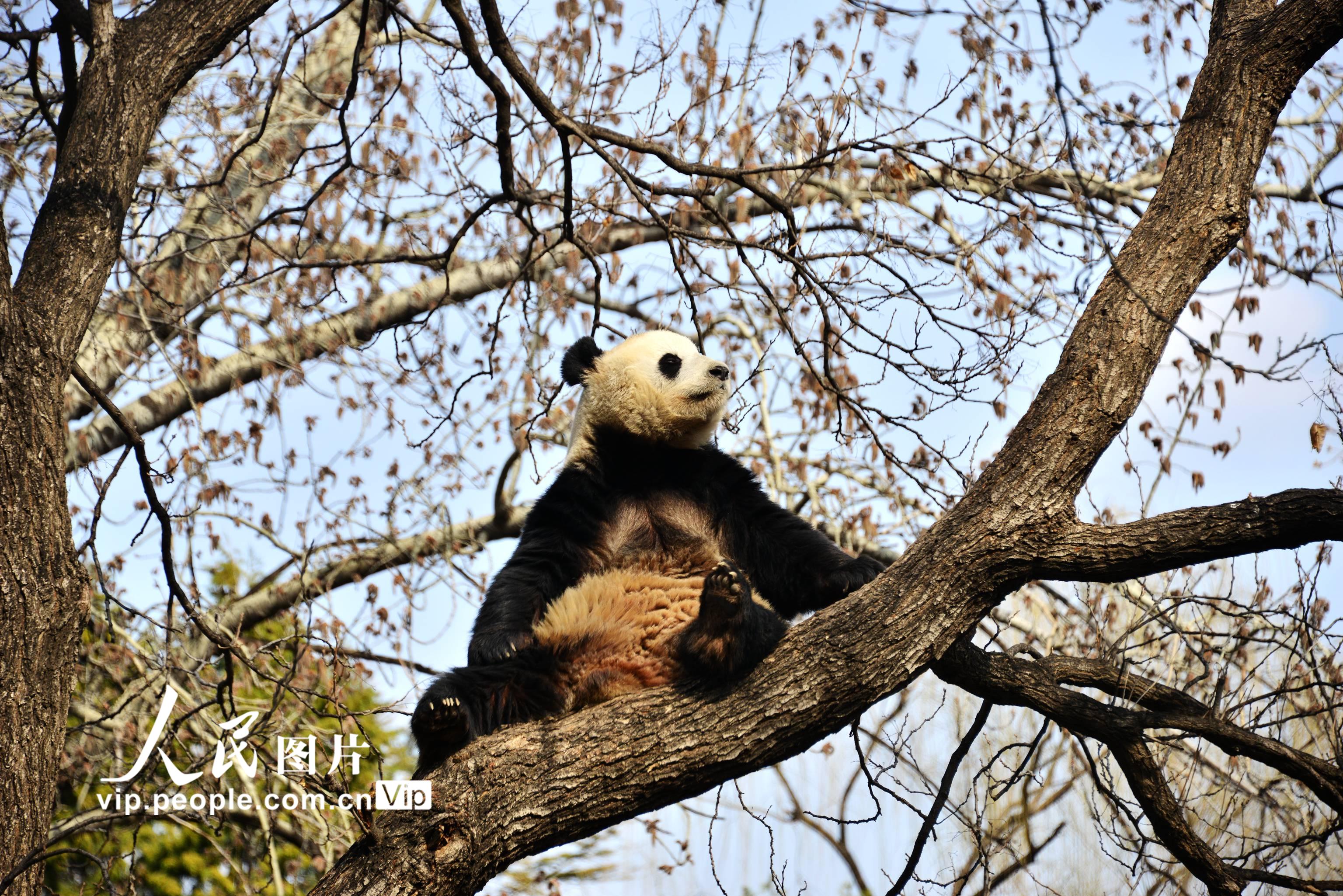 北京：大熊貓樹上午休【11】