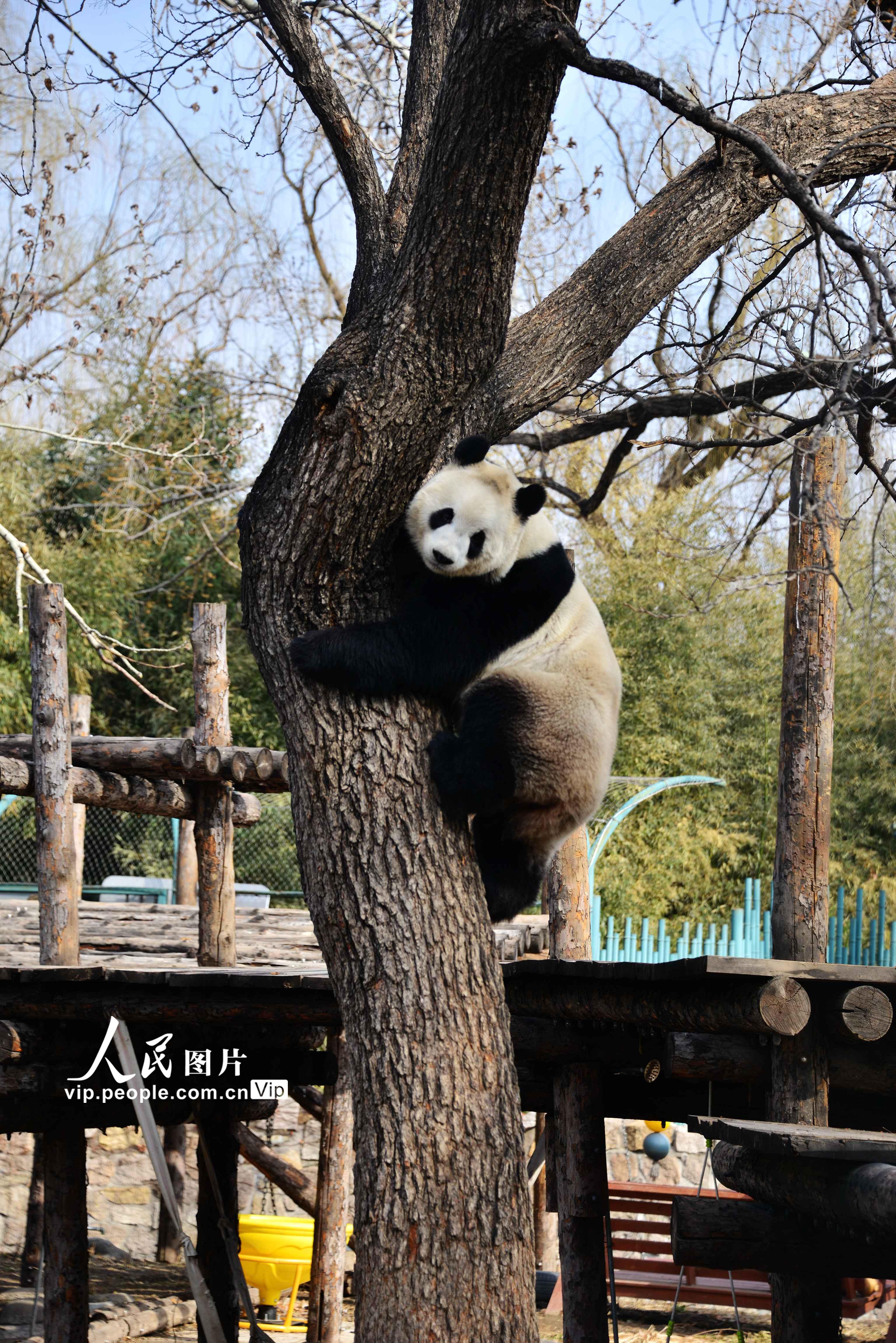 北京：大熊貓樹上午休【5】