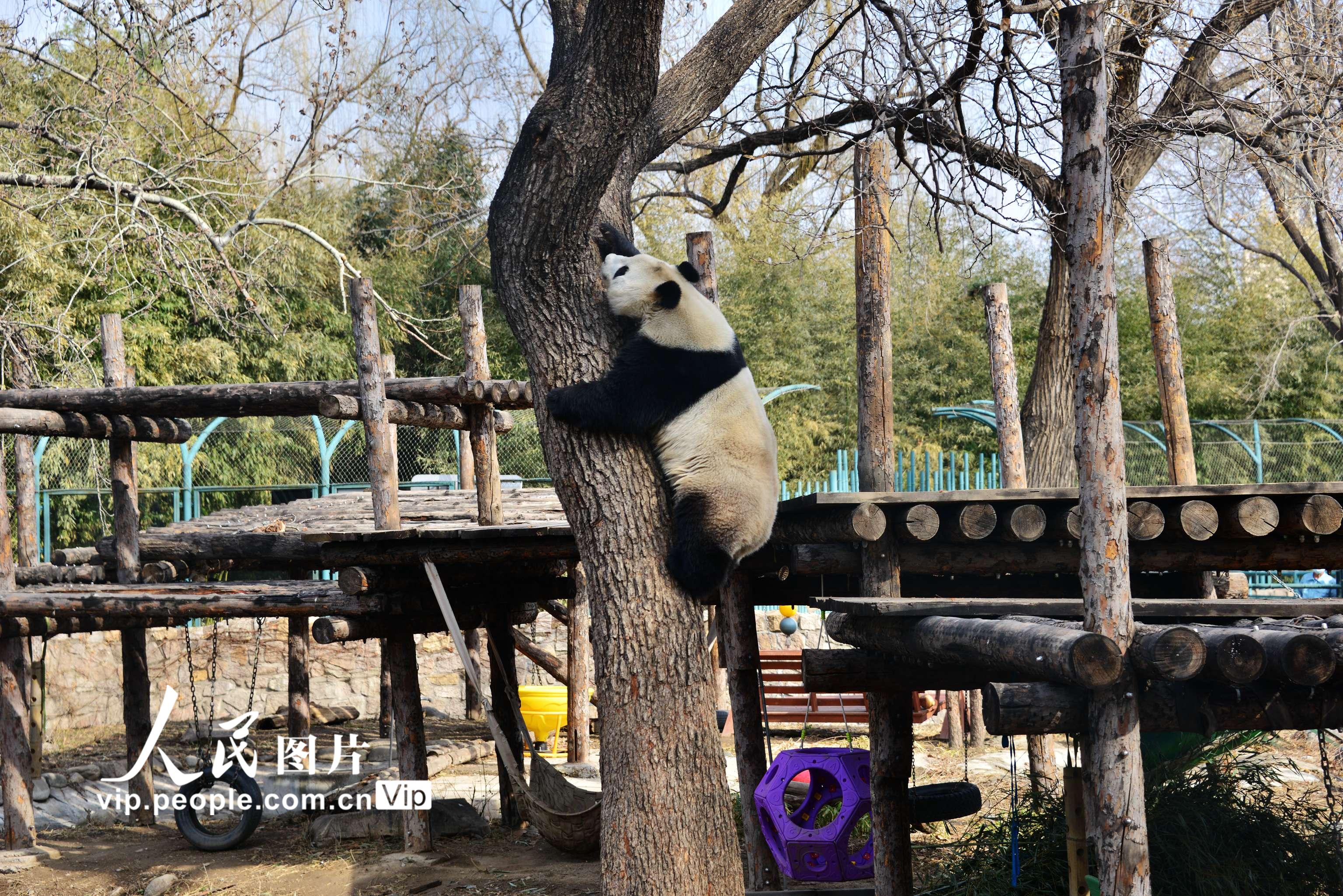 北京：大熊貓樹上午休【6】
