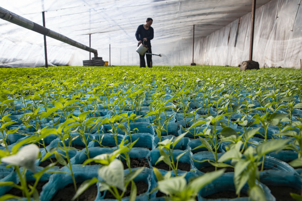 3月1日，在黑龍江省紅旗農場農業園區溫室大棚內，種植戶為秧苗澆水。