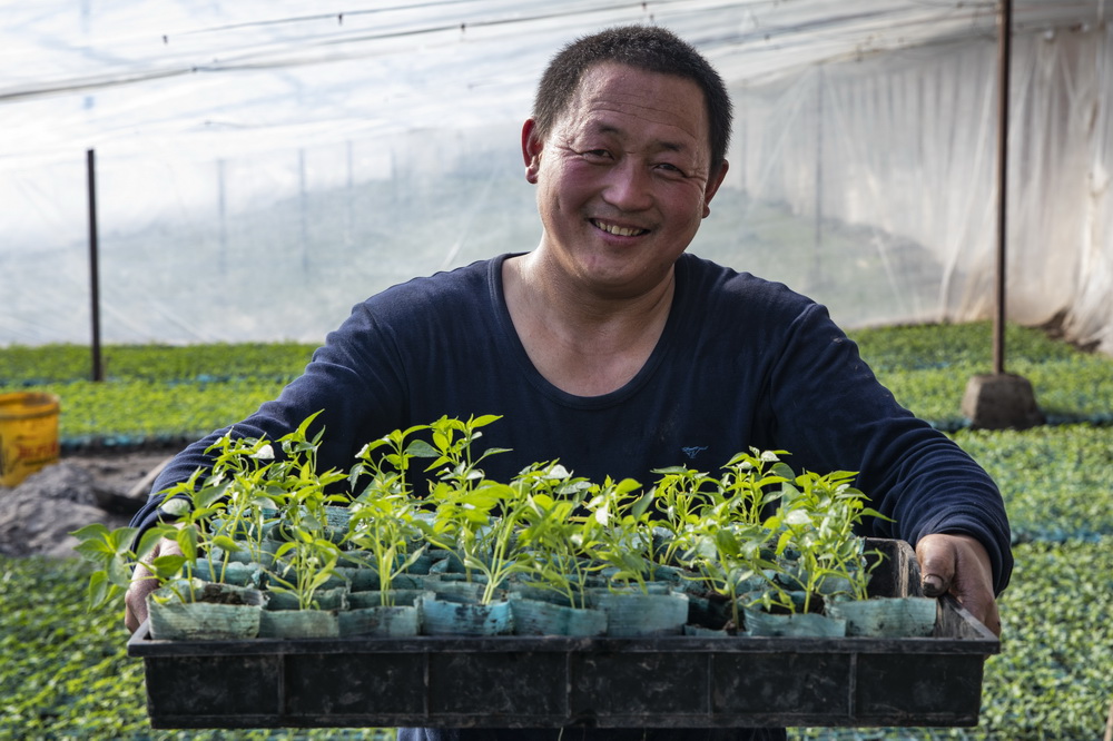 3月1日，在黑龍江省紅旗農場農業園區溫室大棚內，種植戶展示秧苗。