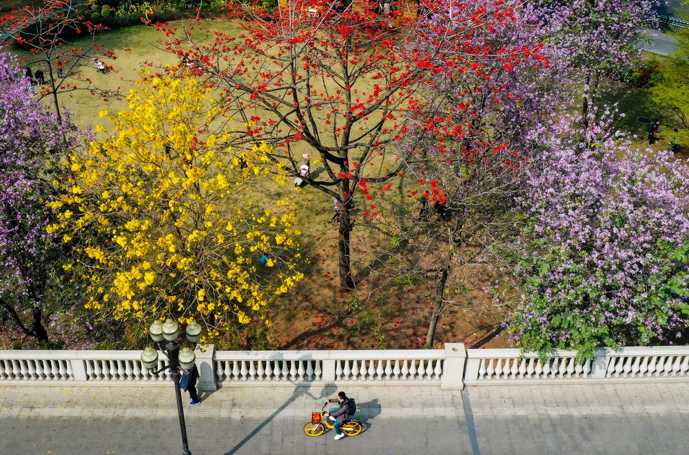 3月2日，市民在广州大桥的自行车道上骑行。桥边的木棉、黄花风铃、宫粉紫荆正竞相绽放（无人机照片）。