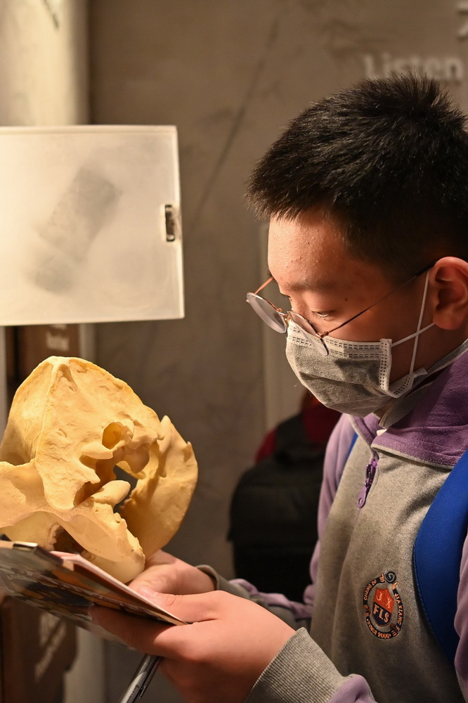 3月3日，在成都大熊貓博物館，一名學生在觀看大熊貓頭骨模型。